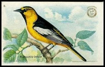 8 Bullock's Oriole